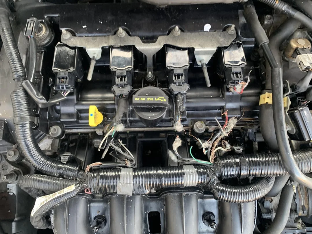 Rodent damage to car wiring - a common but often overlooked cause of electrical issues Rodent damage to car wiring - a common but often overlooked cause of electrical issues