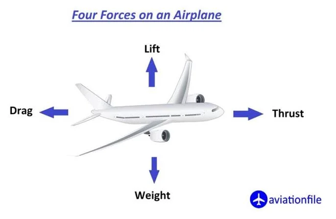 Weight: The Downward Force