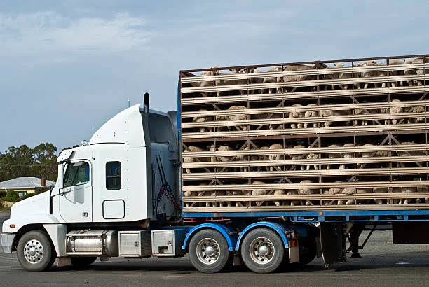 Livestock Trucks: Ensuring Animal Welfare During Transportation